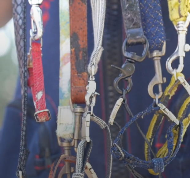 Leashes | Collars