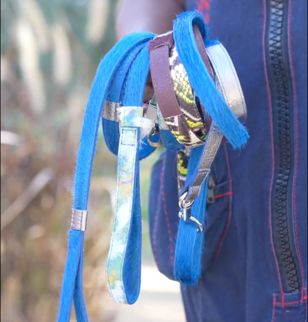 Leashes | Collars