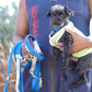 Leashes | Collars