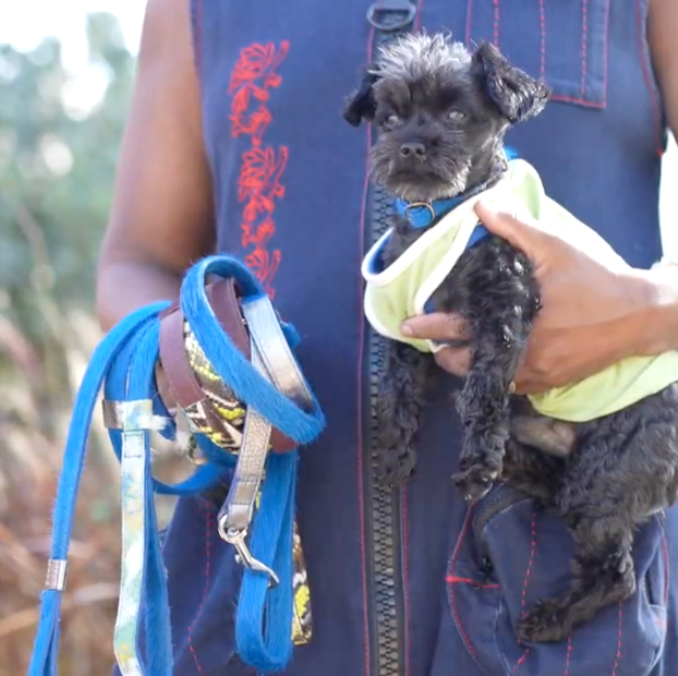 Leashes | Collars